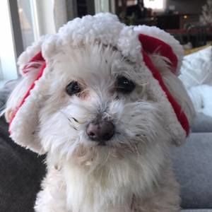 Meet your Posher, Barbara